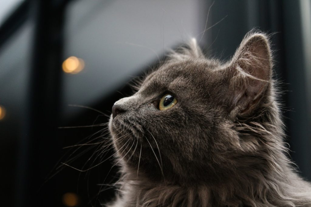 Création entreprise pompes funèbres animaux